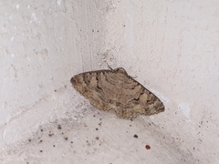 Heteropalpia