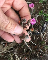 Drosanthemum striatum