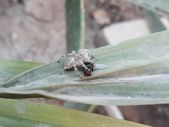 Plexippoides flavescens