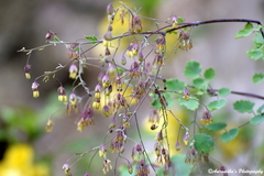 Thalictrum cultratum