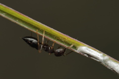 Crematogaster rothneyi