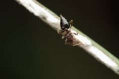 Crematogaster rothneyi