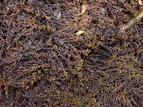 Sphagnum pylaesii, 2025-06-29