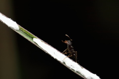 Crematogaster rothneyi