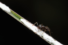 Crematogaster rothneyi