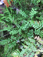 Adiantum viridimontanum