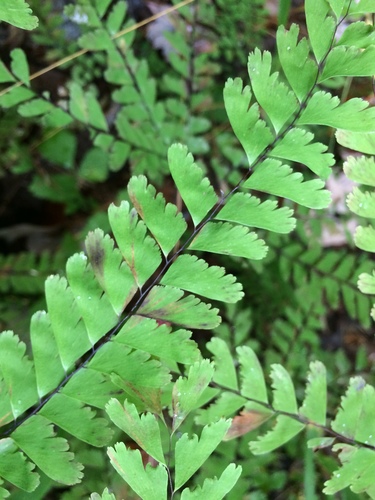 Image of Green Mountain Maidenhair Fern (Adiantum viridimontanum) by no rights reserved