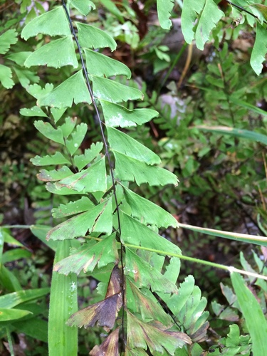Image of Adiantum viridimontanum by no rights reserved