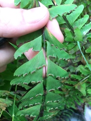 Adiantum viridimontanum