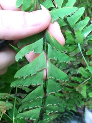 Adiantum viridimontanum
