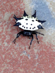 Gasteracantha cancriformis