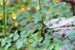 Thalictrum cultratum