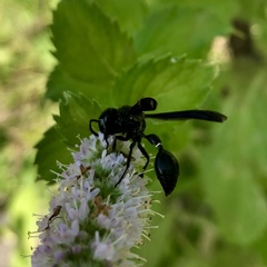 Zethus spinipes spinipes