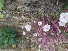 Acleisanthes