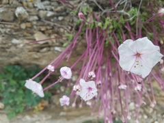 Acleisanthes
