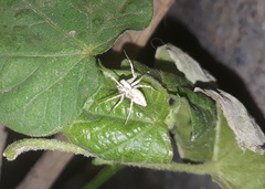 Oxyopes globifer