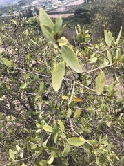 Colliguaja odorifera