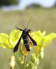 Negotinthia myrmosaeformis