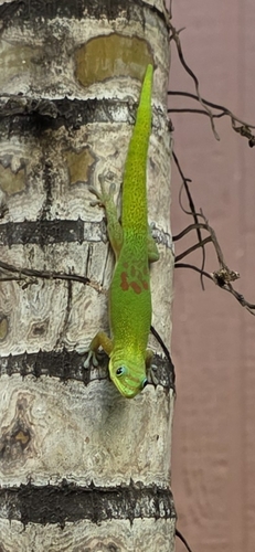 Phelsuma laticauda observed 2025-06-29