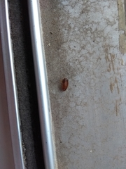 Myrmecoblatta hebardi