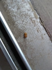 Myrmecoblatta hebardi