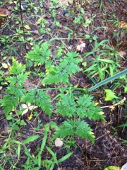 Conioselinum chinense
