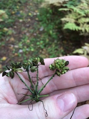 Conioselinum chinense