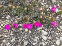 Lampranthus diutinus