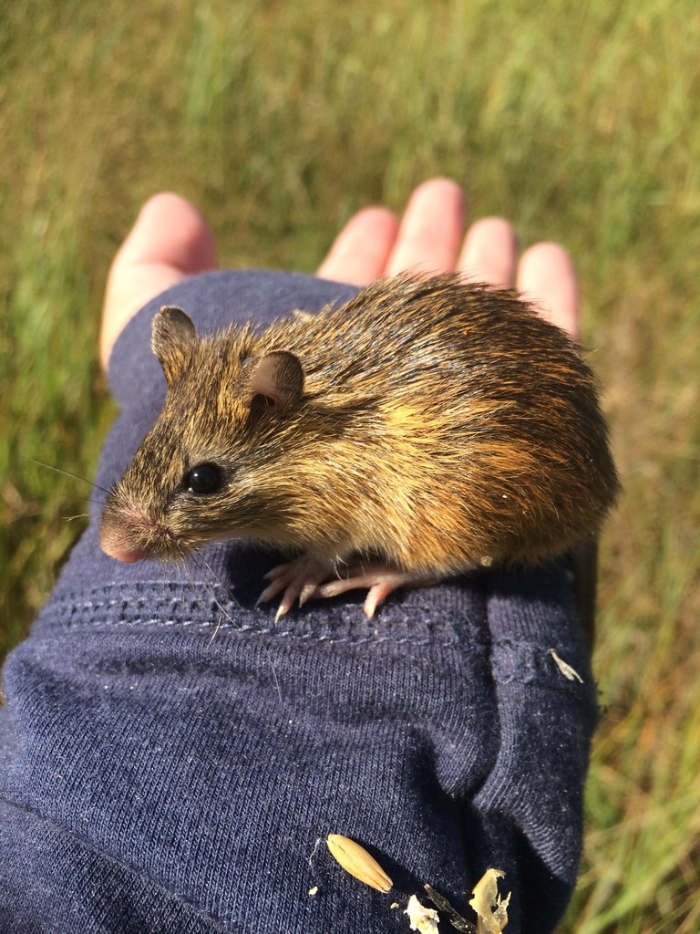 Southern Meadow Jumping Mouse (Zapus luteus)