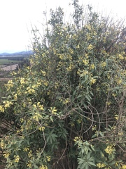 Cestrum parqui
