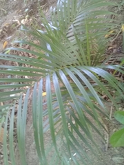Chamaedorea atrovirens