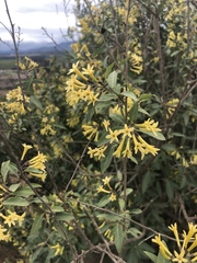 Cestrum parqui