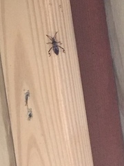 Leptoglossus clypealis