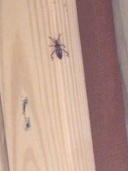 Leptoglossus clypealis