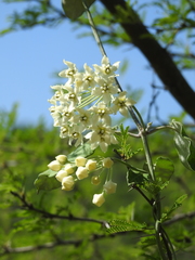 Funastrum pannosum