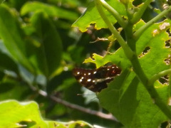 Polyura caphontis