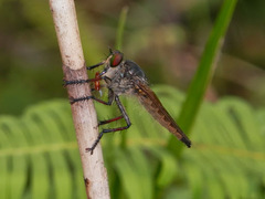 Promachus graeffei