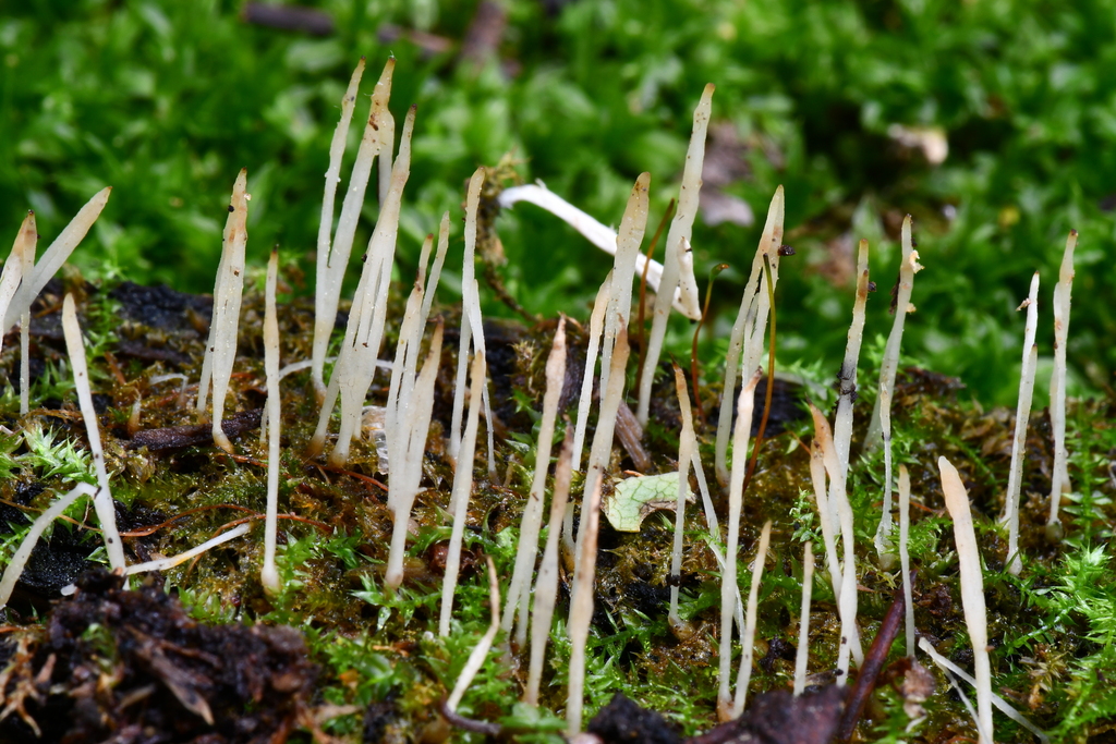 Pucciniomycetes