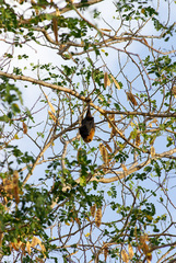 Pteropus seychellensis comorensis