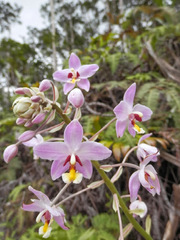 Spathoglottis pacifica