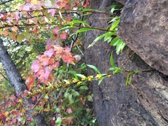 Solidago randii