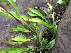 Solidago randii