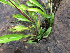 Solidago randii