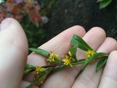 Solidago randii