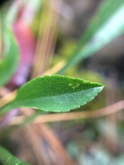 Solidago randii