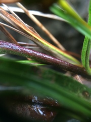 Solidago randii