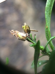 Solidago randii