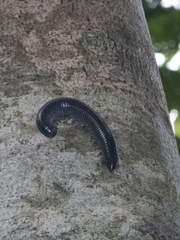Diplopoda