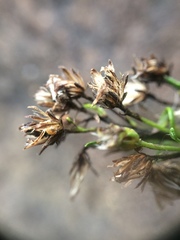 Solidago randii