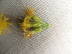 Solidago randii